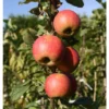 Apfelbaum »Alkmene« und »James Grieve«, 2 Sorten, süß-säuerlich, 300 - 400 cm Wuchshöhe
