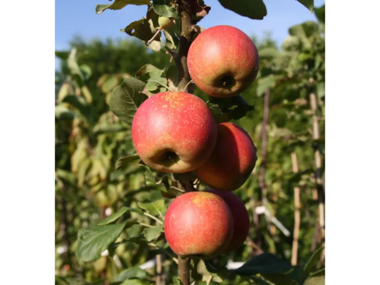 Apfelbaum »Alkmene« und »James Grieve«, 2 Sorten, süß-säuerlich, 300 - 400 cm Wuchshöhe