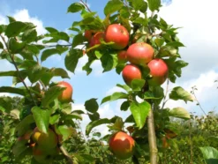 Apfelbaum »Alkmene« und »James Grieve«, 2 Sorten, süß-säuerlich, 300 - 400 cm Wuchshöhe