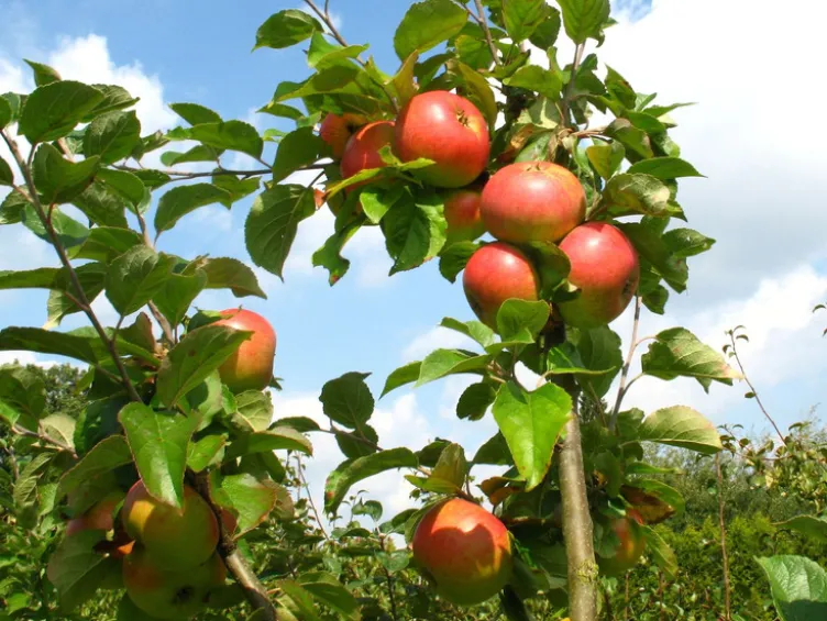Apfelbaum »Alkmene« und »James Grieve«, 2 Sorten, süß-säuerlich, 300 - 400 cm Wuchshöhe