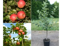 Apfelbaum »Alkmene« und »James Grieve«, 2 Sorten, süß-säuerlich, 300 - 400 cm Wuchshöhe