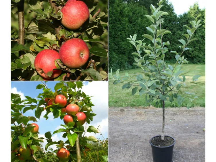 Apfelbaum »Alkmene« und »James Grieve«, 2 Sorten, süß-säuerlich, 300 - 400 cm Wuchshöhe