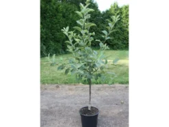 Apfelbaum »Alkmene« und »James Grieve«, 2 Sorten, süß-säuerlich, 300 - 400 cm Wuchshöhe