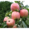 Apfelbaum »Gravensteiner«, winterhart, 1 Pflanze, 100 cm Lieferhöhe, 5 Liter Topf