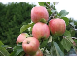 Apfelbaum »Gravensteiner«, winterhart, 1 Pflanze, 100 cm Lieferhöhe, 5 Liter Topf