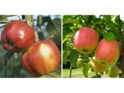 Apfelbaum-Klassiker im 2er Set: 'Rote Sternrenette' + 'Finkenwerder Herbstprinz'