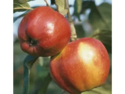Apfelbaum-Klassiker im 2er Set: 'Rote Sternrenette' + 'Finkenwerder Herbstprinz'