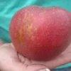 Apfelbaum »Roter Boskoop«, winterhart, 1 Pflanze, 80 bis100 cm Lieferhöhe