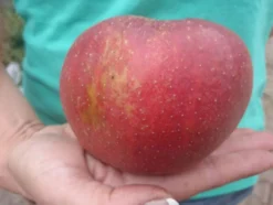 Apfelbaum »Roter Boskoop«, winterhart, 1 Pflanze, 80 bis100 cm Lieferhöhe
