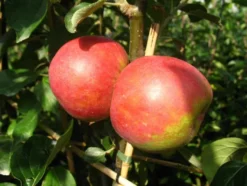 Apfelbaum »Roter Boskoop«, winterhart, 1 Pflanze, 80 bis100 cm Lieferhöhe
