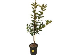 Apfelbaum »Santana®«, Buschbaum, süß und saftig, gut für Allergiker geeignet, winterhart