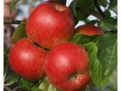 Apfelbaum »Santana®«, Buschbaum, süß und saftig, gut für Allergiker geeignet, winterhart