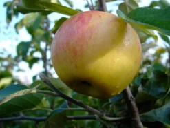 Apfelbaum-Set »Alte Sorten«, 3 Obstbäume, frühe bis späte Ernten, regelmäßig hohe Erträge