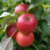 Apfelbaum »Starcats«, Säulenobst, Malus domestica, süßsäuerlich, winterhart, mehrjährig