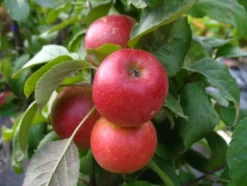Apfelbaum »Starcats«, Säulenobst, Malus domestica, süßsäuerlich, winterhart, mehrjährig