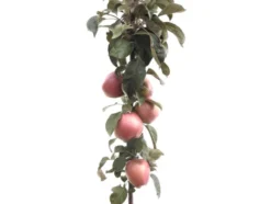 Apfelbaum »Starcats«, Säulenobst, Malus domestica, süßsäuerlich, winterhart, mehrjährig