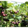 Apfelbeere 'Aronia Nero'