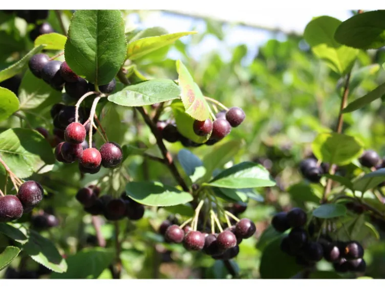 Apfelbeere 'Aronia Nero'