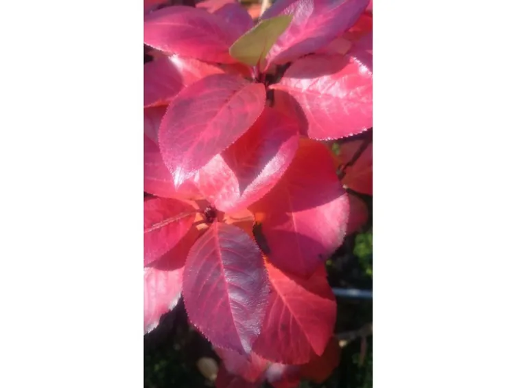 Apfelbeere 'Aronia Nero'