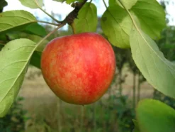 Apfel »Cox Orange«, Allergiker verträglich, winterhart, mehrjährig, 1 Pflanze