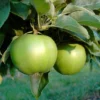 Apfel »Granny Smith Compact«, Spindel, dunkelgrün, gute Lagerfähigkeit, kompakter Wuchs