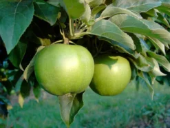 Apfel »Granny Smith Compact«, Spindel, dunkelgrün, gute Lagerfähigkeit, kompakter Wuchs