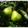 Apfel »Gravensteiner« und Birne »Williams Christ«, 2 Pflanzen, Buschbaum, winterhart