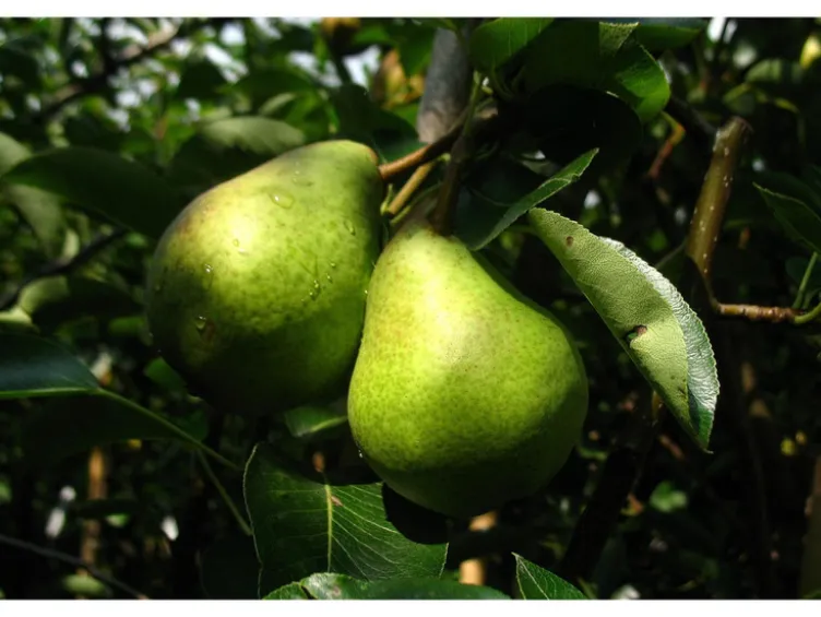 Apfel »Gravensteiner« und Birne »Williams Christ«, 2 Pflanzen, Buschbaum, winterhart