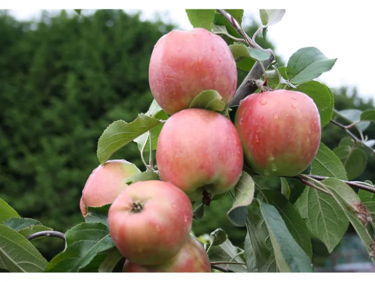 Apfel »Gravensteiner« und Birne »Williams Christ«, 2 Pflanzen, Buschbaum, winterhart