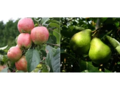 Apfel »Gravensteiner« und Birne »Williams Christ«, 2 Pflanzen, Buschbaum, winterhart