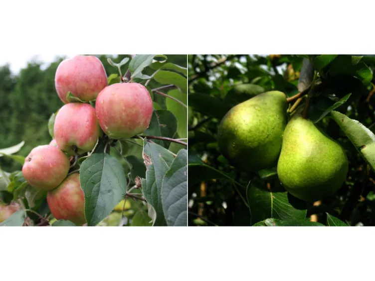 Apfel »Gravensteiner« und Birne »Williams Christ«, 2 Pflanzen, Buschbaum, winterhart
