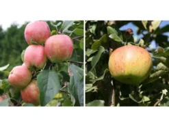 Apfel »Gravensteiner« und »Jonagold«, 2 Pflanzen, Buschbaum, 300 - 400 cm Wuchshöhe