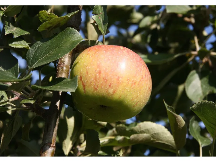 Apfel »Gravensteiner« und »Jonagold«, 2 Pflanzen, Buschbaum, 300 - 400 cm Wuchshöhe