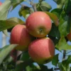 Apfel Pinova®, 1 Buschbaum im 5 Liter Topf, ca.100 cm