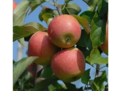 Apfel Pinova®, 1 Buschbaum im 5 Liter Topf, ca.100 cm