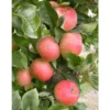 Apfel »Rhapsodie«, Säulenobst, 60 cm schmale Wuchsbreite, schorftolerant und winterhart