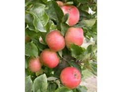 Apfel »Rhapsodie«, Säulenobst, 60 cm schmale Wuchsbreite, schorftolerant und winterhart
