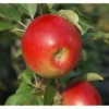Apfel »Sonate«, Säulenobst, 60 cm schmale Wuchsbreite, winterhart, schorftolerant