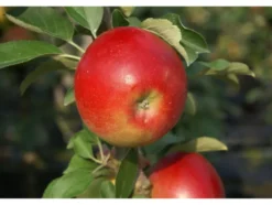 Apfel »Sonate«, Säulenobst, 60 cm schmale Wuchsbreite, winterhart, schorftolerant