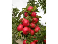 Apfel »Sonate«, Säulenobst, 60 cm schmale Wuchsbreite, winterhart, schorftolerant
