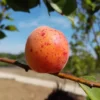 Aprikose 'Bergeron', Buschbaum