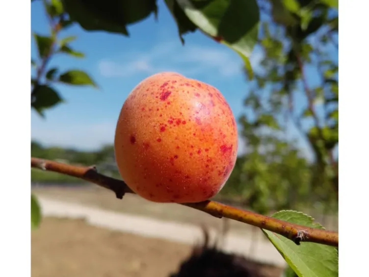 Aprikose 'Bergeron', Buschbaum