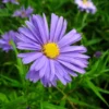Aster dumosus - Kissenaster, dunkelblau, 5 Stauden