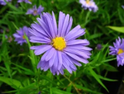 Aster dumosus - Kissenaster, dunkelblau, 5 Stauden