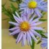 Aster dumosus - Kissenaster, hellblau, 5 Stauden