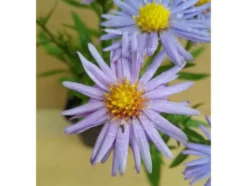 Aster dumosus - Kissenaster, hellblau, 5 Stauden