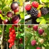 Beerenobst, 4 Pflanzen, Johannisbeere, Stachelbeere, Himbeere, Brombeere, winterhart