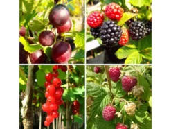 Beerenobst, 4 Pflanzen, Johannisbeere, Stachelbeere, Himbeere, Brombeere, winterhart