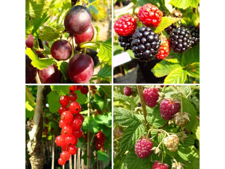 Beerenobst, 4 Pflanzen, Johannisbeere, Stachelbeere, Himbeere, Brombeere, winterhart