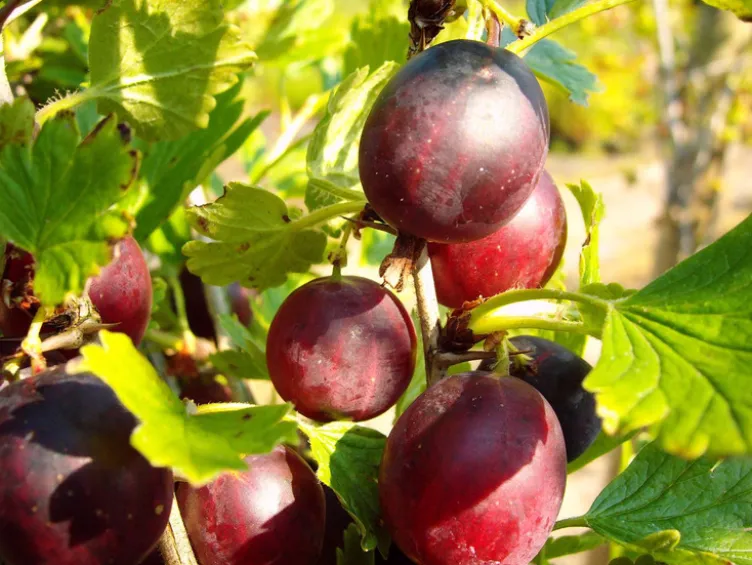 Beerenobst, 4 Pflanzen, Johannisbeere, Stachelbeere, Himbeere, Brombeere, winterhart